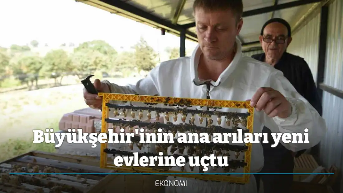 Büyükşehir'inin ana arıları yeni evlerine uçtu