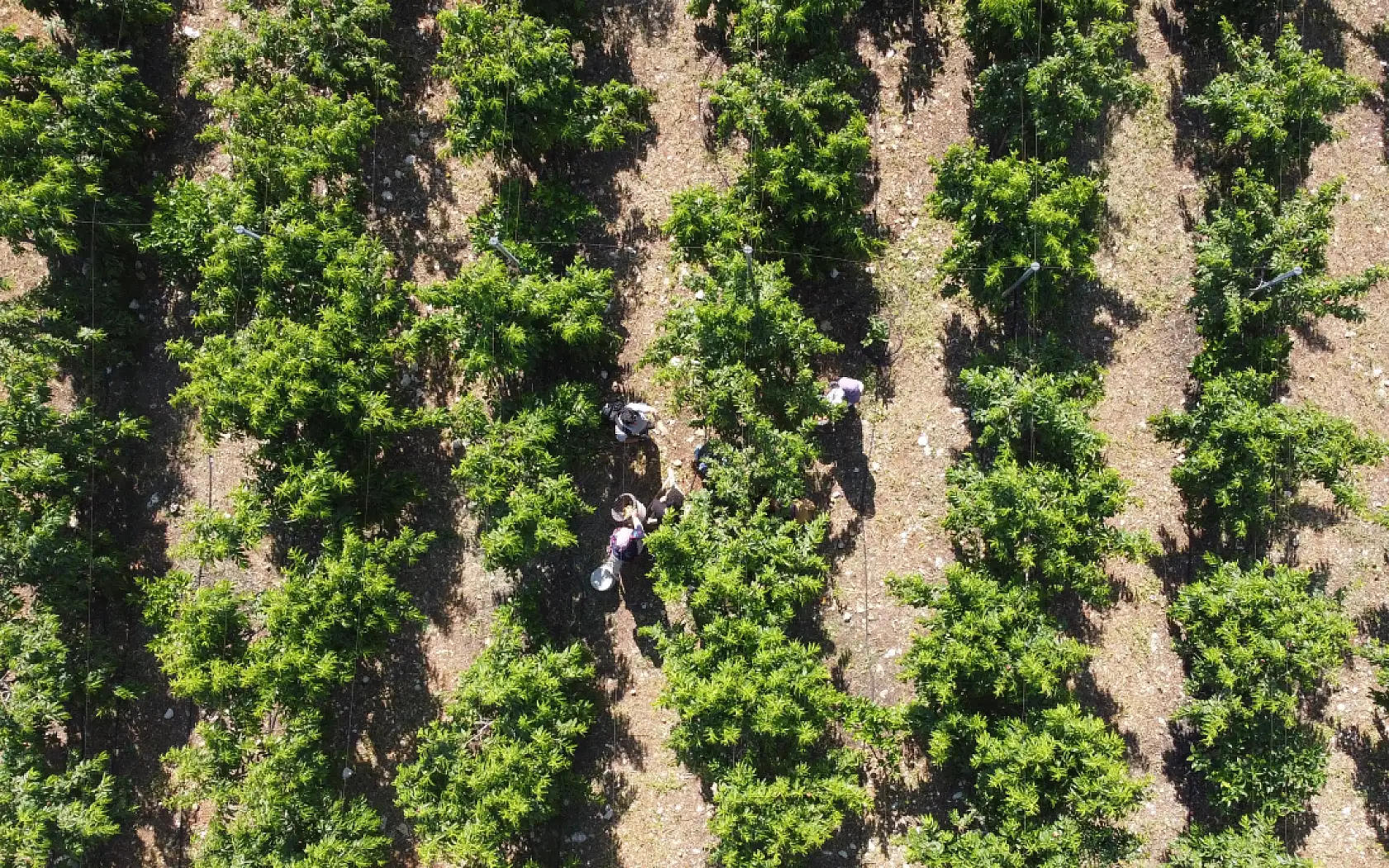 Erkenci şeftali üreticisinin yüzünü güldürdü