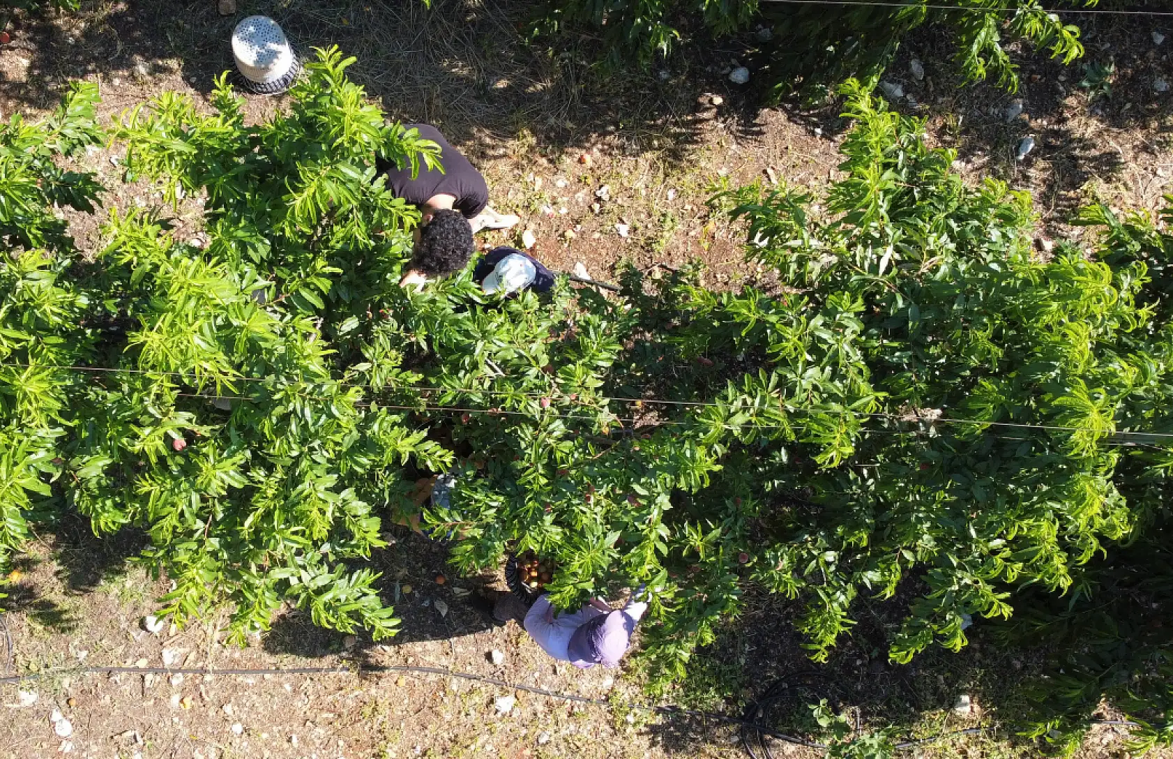 Erkenci şeftali üreticisinin yüzünü güldürdü