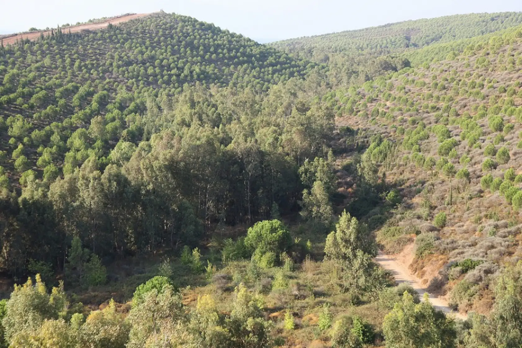 Yanan ormanlar yeniden yeşerdi