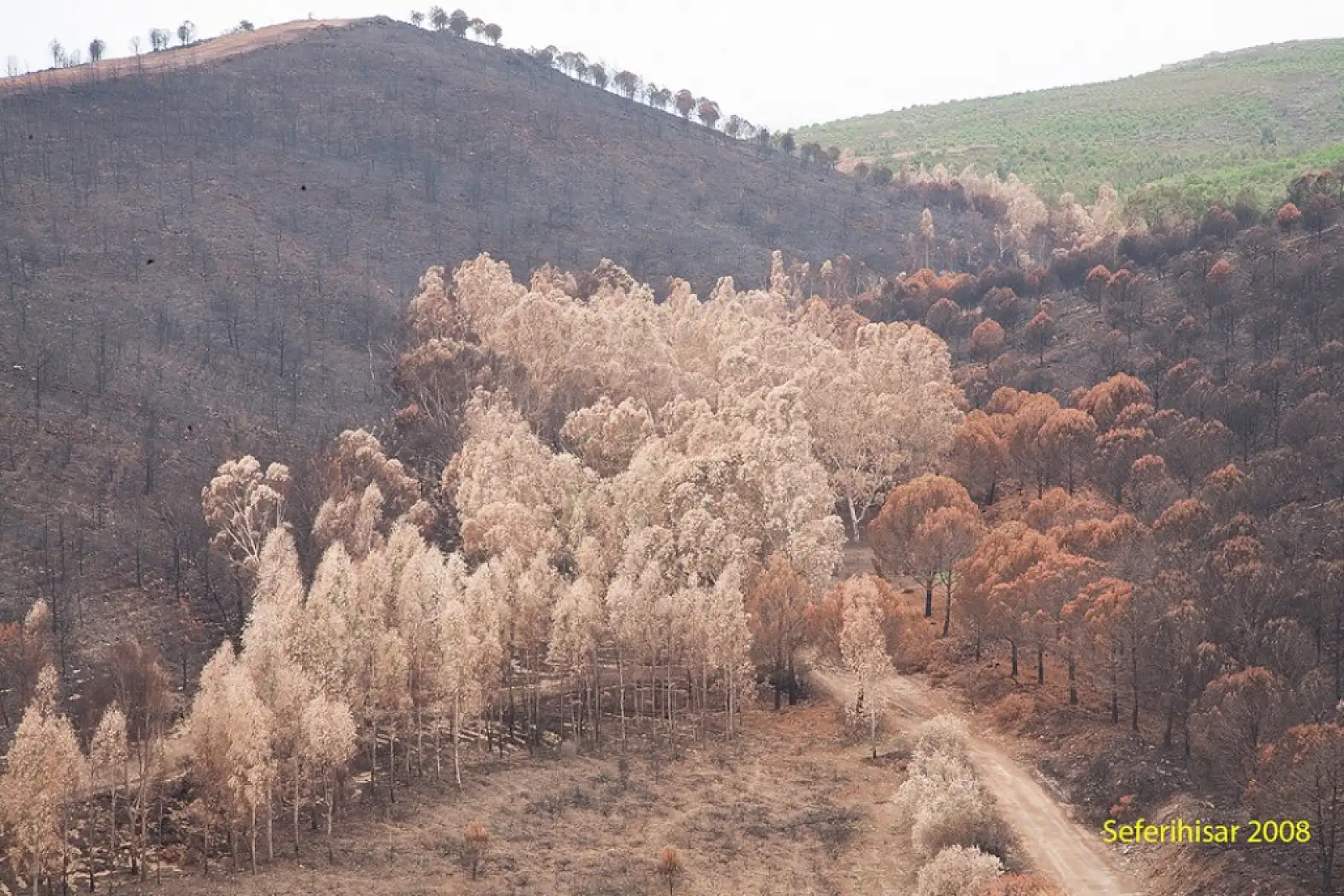 Yanan ormanlar yeniden yeşerdi