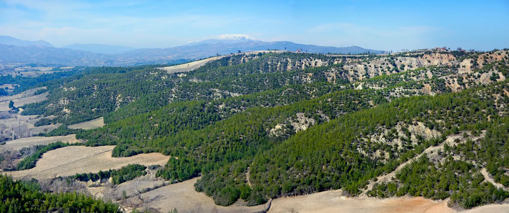 Yanan ormanlar yeniden yeşerdi