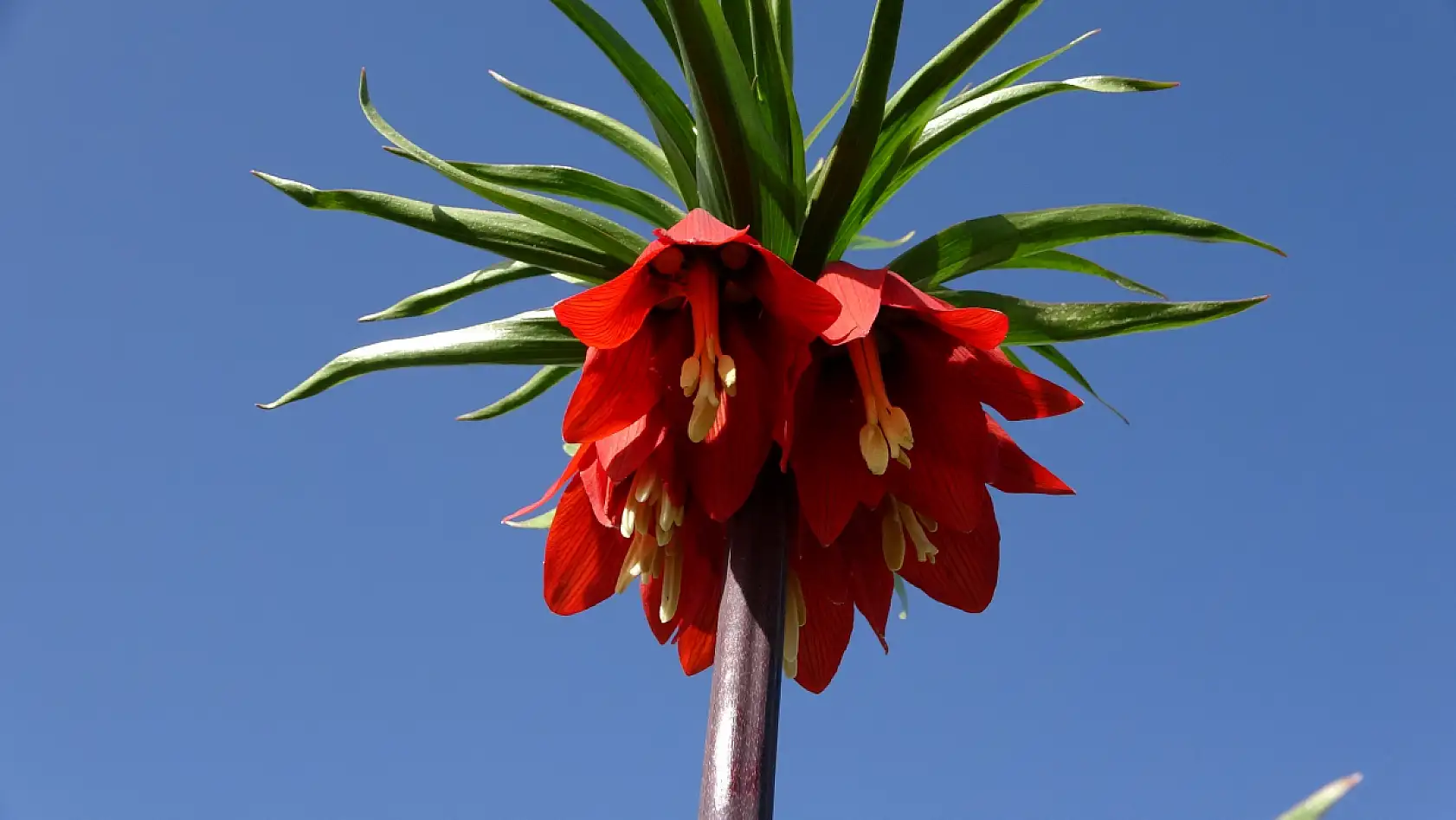 Yüksekova'da ters laleler kendine hayran bıraktı