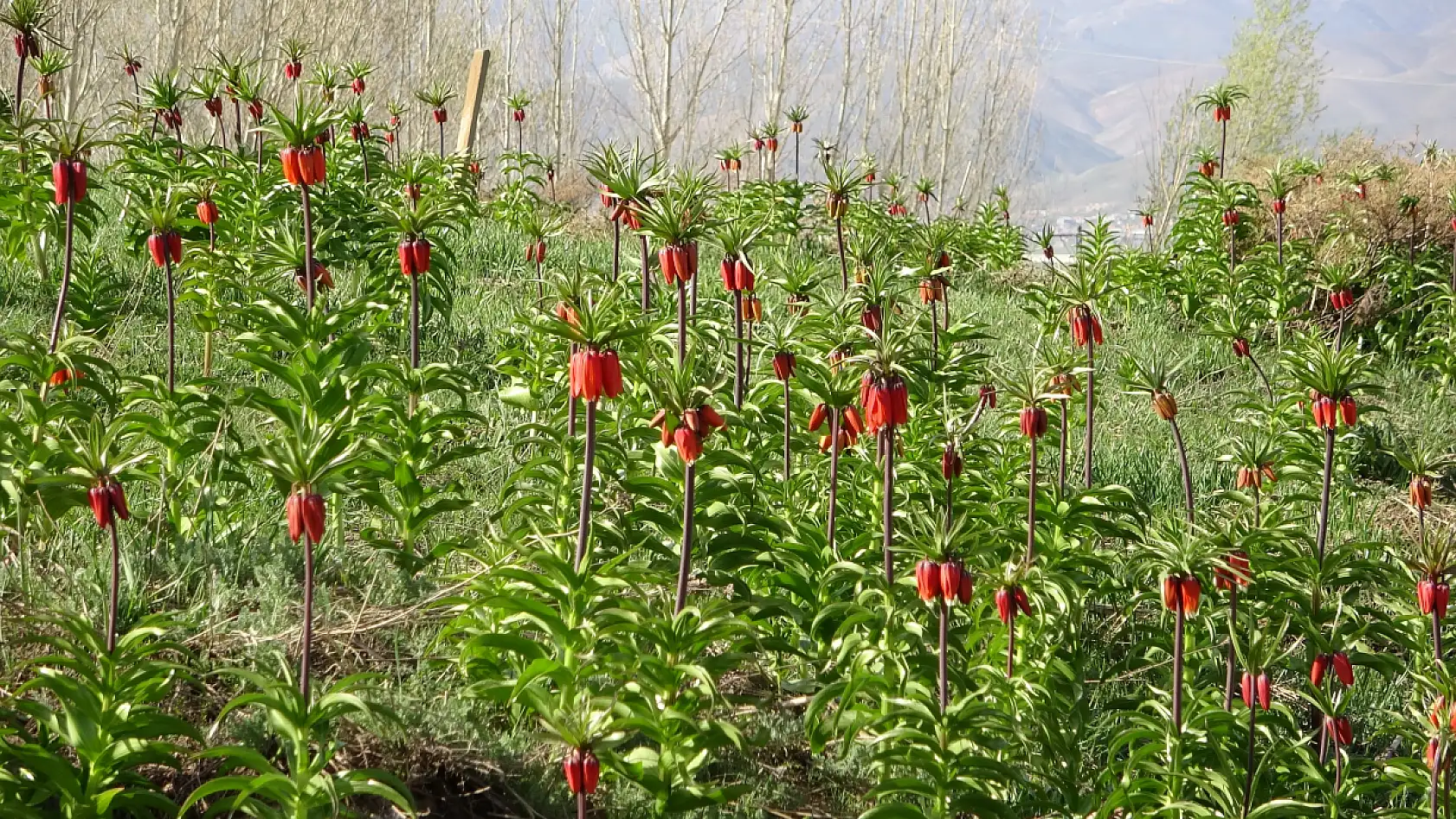 Yüksekova'da ters laleler kendine hayran bıraktı