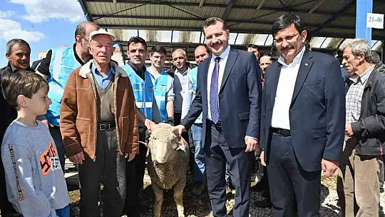 Balıkesir Büyükşehir'den yerli üreticiye damızlık koç desteği