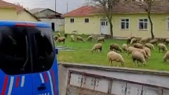 Balya'dan çalınan koyunlar Kepsut'ta ele geçirildi