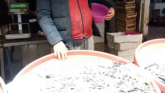 Bandırma Balık Hali'nde hamsi bolluğu yaşanıyor