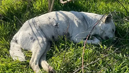 Erdek Kaymakamı Aksoy köpek katliamına duyarsız kalmadı