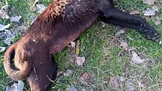 Erdek Kaymakamı Aksoy köpek katliamına duyarsız kalmadı