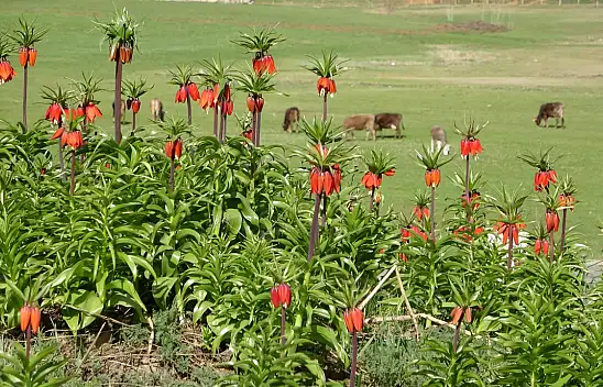 Yüksekova'da ters laleler kendine hayran bıraktı