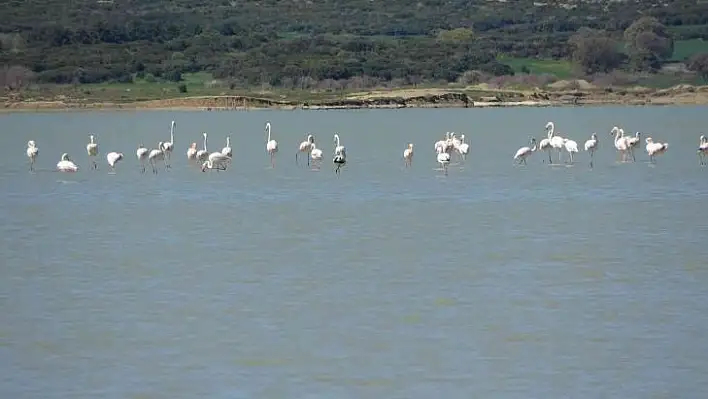 Göç eden flamingolar Çanakkale Tarihi Alanda durakladı